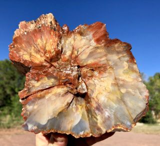 Reilly’s Rocks: Arizona Petrified Wood,  Full Round,  9.  5 Lb