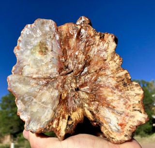 REILLY’S ROCKS: Arizona Petrified Wood,  Full Round,  9.  5 Lb 2