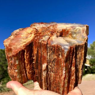 REILLY’S ROCKS: Arizona Petrified Wood,  Full Round,  9.  5 Lb 3