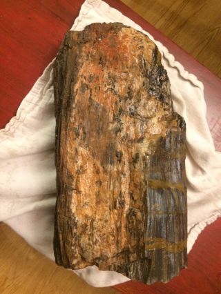 Large Utah Petrified Wood Log Fossil 13” X 6” X 4”.  20.  7 Pounds