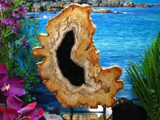 Petrified Wood Complete Round Slab Wbark Exquisite Obsidian Copper Rust 8 ",