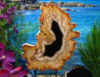 Petrified Wood COMPLETE ROUND Slab wBark EXQUISITE OBSIDIAN COPPER RUST 8 