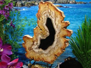 Petrified Wood COMPLETE ROUND Slab wBark EXQUISITE OBSIDIAN COPPER RUST 8 