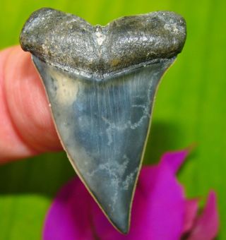 Gem Quality Venice Florida Fossil Mako Shark Tooth Not Megalodon Teeth