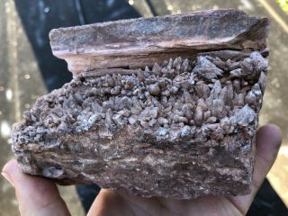 Reilly’s Rocks: Unique Colors,  Saint Johns Az.  Petrified Wood W/fungus/calcite