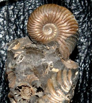 Jurassic,  Callovian Pyritized Ammonite - Quenstedtoceras Henrici
