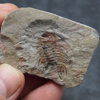 Trilobite Zacanthoides Typicalis Cambrian Nevada Fosilies Fossils Usa
