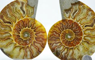 Cut Split Pair Ammonite Deep Crystals Sunday Special 4.  9 " Fossil 125mm E4685x