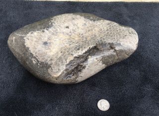 Large Unpolished Petoskey Stone 13 Pounds Great Markings On Front Hexagonaria