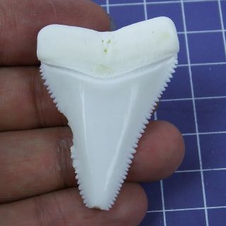 1.  858 Inch Modern Great White Shark Tooth Megalodon Sharks Movie Fan Gb93