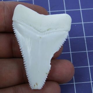 1.  858 inch Modern Great White Shark Tooth Megalodon Sharks Movie Fan GB93 2