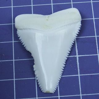 1.  858 inch Modern Great White Shark Tooth Megalodon Sharks Movie Fan GB93 3
