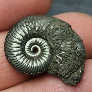 29mm Quenstedtoceras Pyrite Ammonite Fossils Callovian Fossilien Russia Pendant
