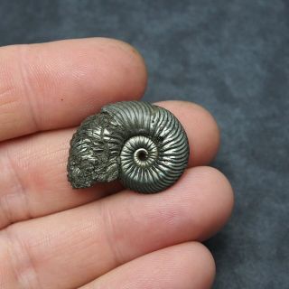 29mm Quenstedtoceras Pyrite Ammonite Fossils Callovian Fossilien Russia pendant 3