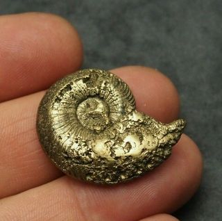33mm Quenstedtoceras Pyrite Ammonite Fossils Callovian Fossilien Russia