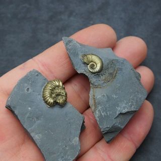Haugia Osperlioceras Ammonite Fossil Natural Pyrite Jurassic France