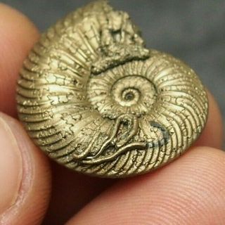 26mm Quenstedtoceras Pyrite Ammonite Fossils Callovian Fossilien Russia