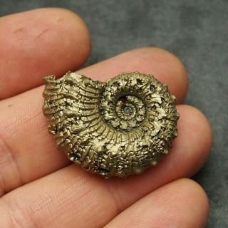 34mm Kosmoceras Sp.  Pyrite Ammonite Fossils Callovian Fossilien Russia