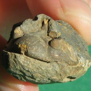 Very Rare Trilobite Fossil Cephalon Wolfartaspis Cornutus