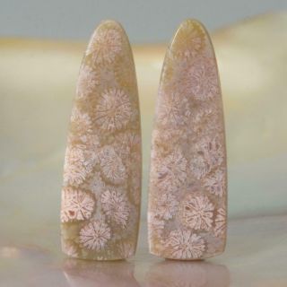Natural Agatized Fossil Coral Freeform Cabochon Earring Pair Indonesia 3.  53 G