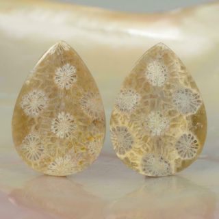Natural Agatized Fossil Coral Drop Cabochon Earring Pair Indonesia 3.  20 G