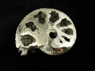 A Small Polished 100 Natural Pyrite Ammonite Fossil Mikhaylov Mine Russia 3.  3 E