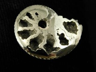 A Small Polished 100 Natural PYRITE Ammonite Fossil Mikhaylov Mine Russia 3.  3 e 2