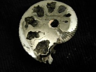 A Small Polished 100 Natural PYRITE Ammonite Fossil Mikhaylov Mine Russia 3.  3 e 3