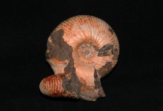 Ammonite Cadoceras (rondiceras) Jurassic Callovian Russia Fossil