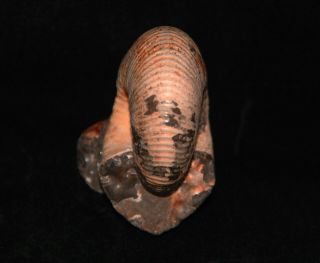 Ammonite Cadoceras (Rondiceras) Jurassic Callovian Russia Fossil 2