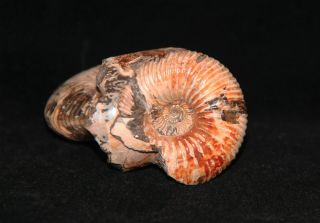 Ammonite Cadoceras (Rondiceras) Jurassic Callovian Russia Fossil 3