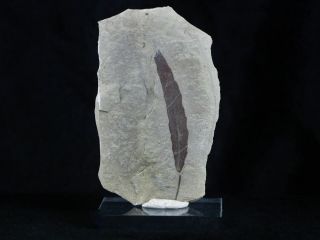 Highly Detailed Populus Tidwellii Fossil Plant Leaf 56 Million Years Old Eocene