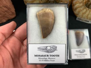 Xl Mosasaur Tooth - Morocco,  Cretaceous Dinosaur Era Reptile Fossil