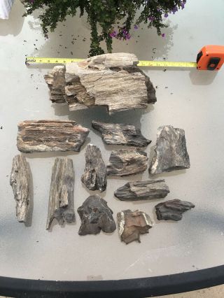 26lbs 3oz Arizona Desert Ironwood Petrified.  Assorted Sizes Woodworking Carving