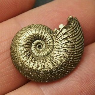24mm Quenstedtoceras Pyrite Ammonite Fossils Callovian Fossilien Russia Pendant