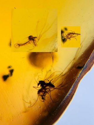 3 Mosquito Fly&tick Burmite Myanmar Burmese Amber Insect Fossil Dinosaur Age