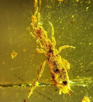 Phasmida In Burmese Amber Insect Fossil Burmite Myanmar 7w37