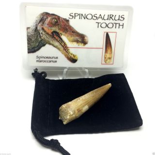 Spinosaurus Tooth Fossil 100 Million Year Old Dinosaur Fossil With Id Card