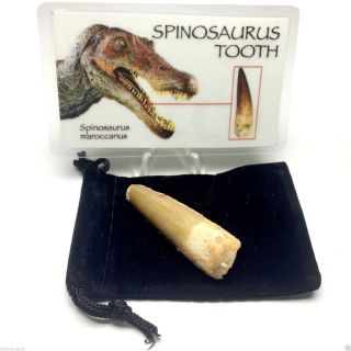 Spinosaurus Tooth Fossil 100 Million Year Old Dinosaur Fossil with ID Card 2