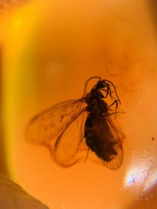 Neuroptera Berothidae Fly Burmite Myanmar Burma Amber Insect Fossil Dinosaur Age