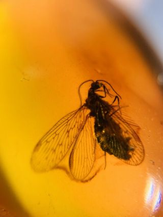 Neuroptera Berothidae fly Burmite Myanmar Burma Amber insect fossil dinosaur age 3