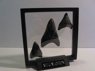 6 " Megalodon Shark Tooth Floating 6 1/8 " Inside Display Stand Teeth Not