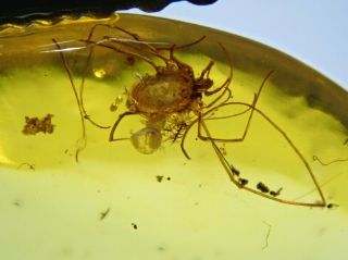 Burmese Amber Cretaceous Fossil Include Long Legs Mite