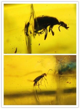 Burmese Amber Cretaceous Fossil Include Beetle And Rove Beetle