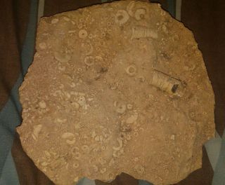 Mortality Plate Full Of Crinoid Segments Fossil Rock Almost A Foot In Diameter.