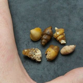 6x Bivalve Gastropod 18 - 21mm Transparent Fossil Chalcedony Mineral Agate