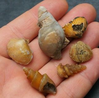 6x Gastropod Bivalve 18 - 43mm Transparent Fossil Chalcedony Mineral Agate