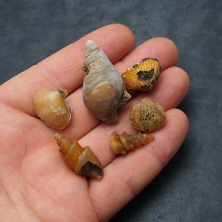 6x Gastropod Bivalve 18 - 43mm Transparent Fossil Chalcedony mineral Agate 2