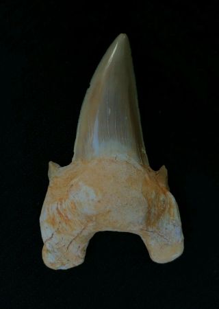 HUGE shark tooth Fossil 2.  55 