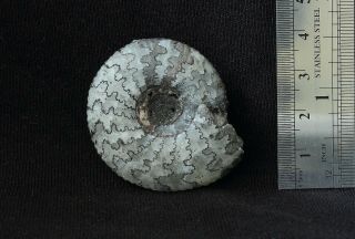 Fossil Jurassic ammonite Craspedites nodiger from Russia 3
